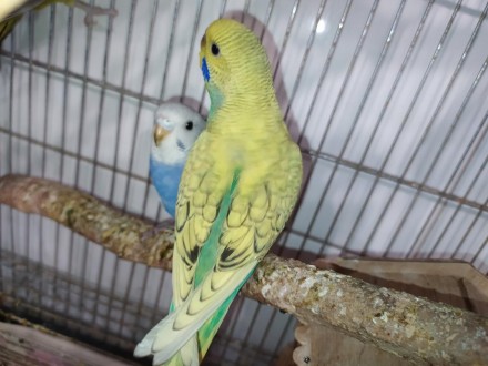 Красочные, добрые, общительные попугайчики волнистики. Подарите себе и своим род. . фото 7