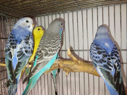 Красочные, добрые, общительные попугайчики волнистики. Подарите себе и своим род. . фото 8