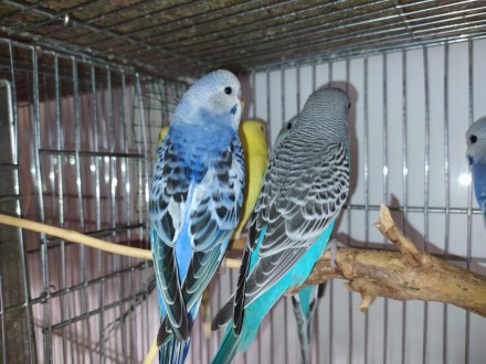 Красочные, добрые, общительные попугайчики волнистики. Подарите себе и своим род. . фото 6