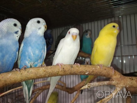 Красочные, добрые, общительные попугайчики волнистики. Подарите себе и своим род. . фото 1