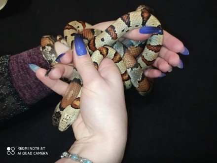 Молочная мексиканская змея - красочная, миниатюрная, обаятельная рептилия. 
Кото. . фото 3