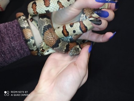 Молочная мексиканская змея - красочная, миниатюрная, обаятельная рептилия. 
Кото. . фото 6