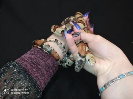 Молочная мексиканская змея - красочная, миниатюрная, обаятельная рептилия. 
Кото. . фото 4