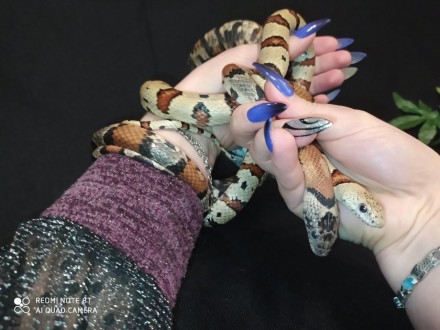 Молочная мексиканская змея - красочная, миниатюрная, обаятельная рептилия. 
Кото. . фото 2