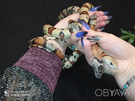 Молочная мексиканская змея - красочная, миниатюрная, обаятельная рептилия. 
Кото. . фото 1