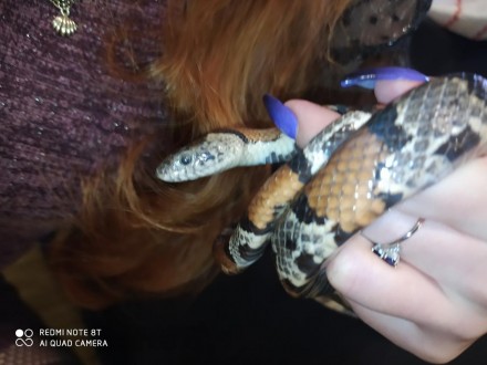 Мексиканская молочная змея обладает удивительным качеством: она быстро приспосаб. . фото 3
