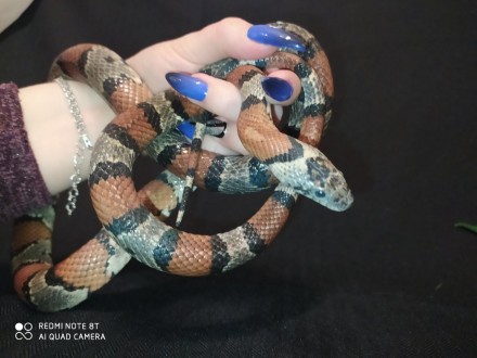 Мексиканская молочная змея обладает удивительным качеством: она быстро приспосаб. . фото 6