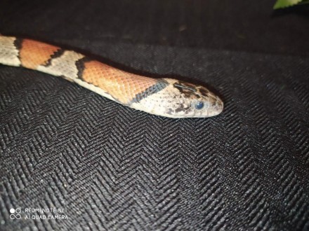 Мексиканская молочная змея обладает удивительным качеством: она быстро приспосаб. . фото 5