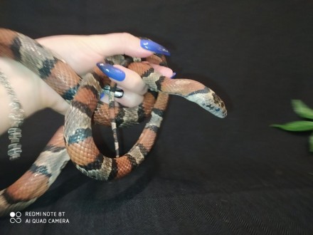 Мексиканская молочная змея обладает удивительным качеством: она быстро приспосаб. . фото 4