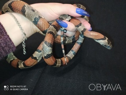 Мексиканская молочная змея обладает удивительным качеством: она быстро приспосаб. . фото 1