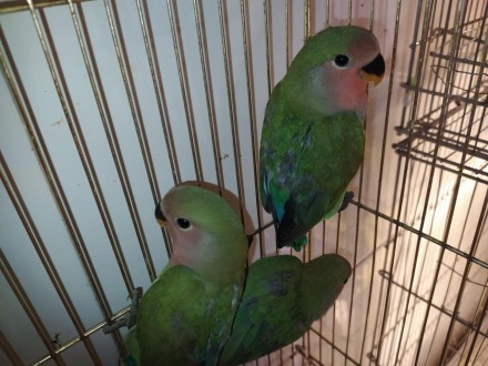 Маленькие ручные попугайчики неразлучники. Обладатели красочной внешности, игрив. . фото 7