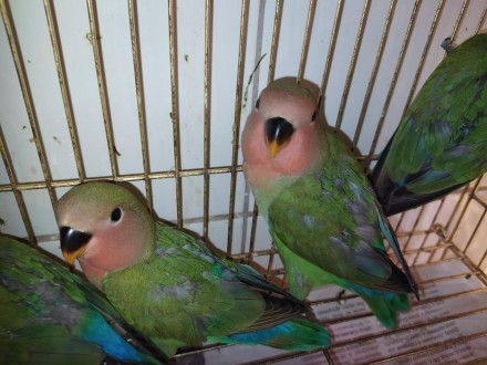 Маленькие ручные попугайчики неразлучники. Обладатели красочной внешности, игрив. . фото 3