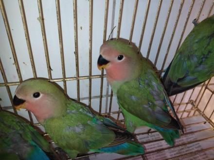 Маленькие ручные попугайчики неразлучники. Обладатели красочной внешности, игрив. . фото 8