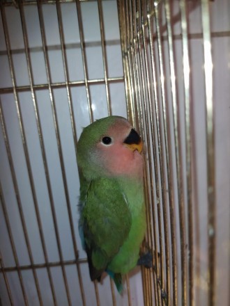 Маленькие ручные попугайчики неразлучники. Обладатели красочной внешности, игрив. . фото 6