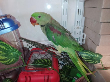 Ум, красота, грация делают Александрийского попугая одним из самых популярных пе. . фото 3