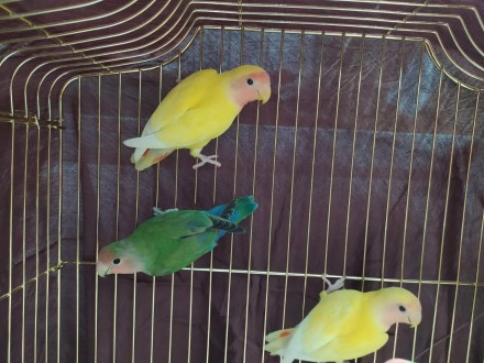 Дружелюбные, яркие, красивые попугайчики неразлучники. Обожают игрушки, всевозмо. . фото 2