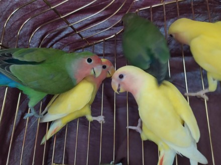 Дружелюбные, яркие, красивые попугайчики неразлучники. Обожают игрушки, всевозмо. . фото 3