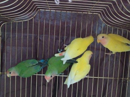Дружелюбные, яркие, красивые попугайчики неразлучники. Обожают игрушки, всевозмо. . фото 5