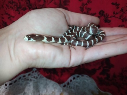 Очаровательная, маленькая змейка. Калифорнийская молочная змея пользуется особой. . фото 3
