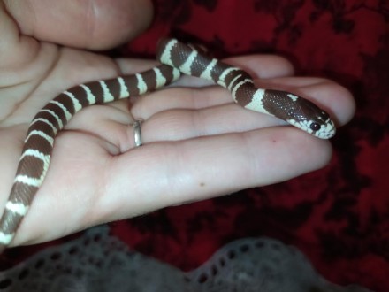 Очаровательная, маленькая змейка. Калифорнийская молочная змея пользуется особой. . фото 6