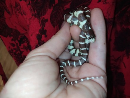 Очаровательная, маленькая змейка. Калифорнийская молочная змея пользуется особой. . фото 5