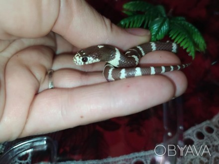 Очаровательная, маленькая змейка. Калифорнийская молочная змея пользуется особой. . фото 1