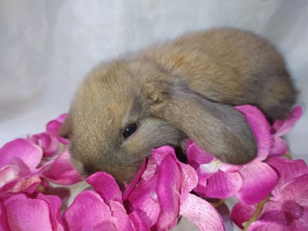 Обаятельные, милые, дружелюбные вислоухие декоративные кролики.
Кролик не шумный. . фото 5