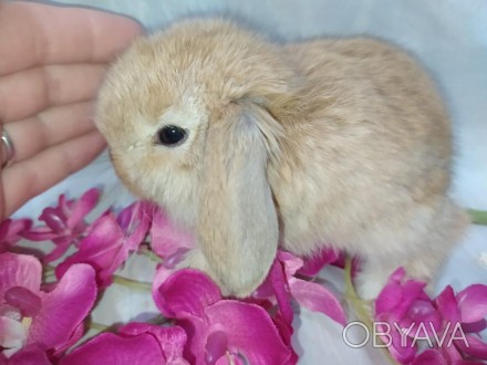 Красиві кролики.
Чарівні, милі, доброзичливі висловухі декоративні кролики.
Крол. . фото 1