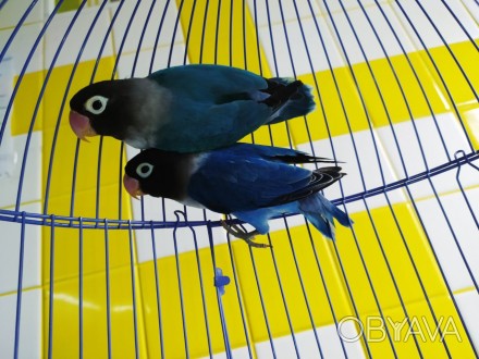 Нерозлучники - маленькі красиві папужки, що відомі своєю яскравою зовнішністю, с. . фото 1