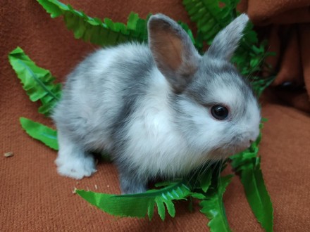 Ручные декоративные маленькие кролики. Не шумные. Чистоплотные. 
В меру активные. . фото 8
