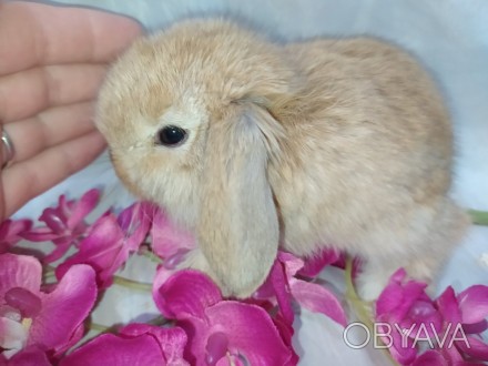 Красиві кролики.Чарівні, милі, доброзичливі висловухі декоративні кролики.Кролик. . фото 1