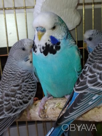 Выставочный чех - разновидность волнистых попугаев.Их яркий, красочный окрас, ко. . фото 1