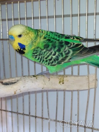 Виставковий чех - різновид хвилястих папуг.Їх яскраве, барвисте забарвлення, ком. . фото 1