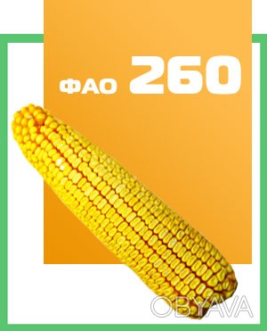 Кукуруза ДН Фиеста - простой модифицированный среднеранний гибрид (ФАО 260). Нап. . фото 1