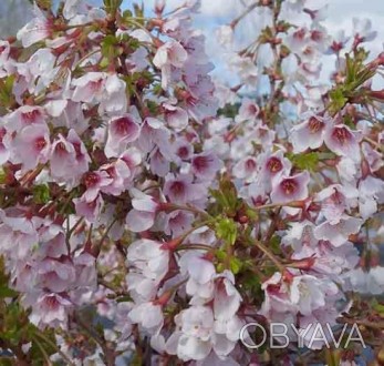 Сакура японская Койо-но-май / Prunus incisa Kojou-no-mai - в переводе означает ". . фото 1
