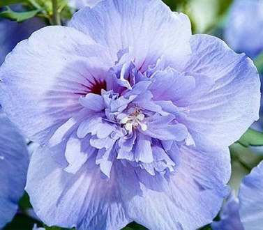 Гибискус сирийский Блю Шиффон / Hibiscus Blue Chiffon. Балаклія. фото 1 Гибискус сирийский Блю Шиффон / Hibiscus Blue Chiffon. Балаклія. фото 1