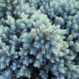 Можжевельник Блю Стар / С2 / d 20-25 / Juniperus Blue Star. Балаклія. фото 1 Можжевельник Блю Стар / С2 / d 20-25 / Juniperus Blue Star. Балаклія. фото 1
