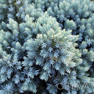 Можжевельник Блю Стар / Juniperus Blue Star
Декоративный карликовый сорт. Хвоя к. . фото 1