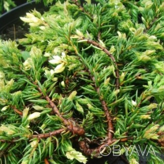 Можжевельник Спотти Спайдер / Juniperus Spotty Spreader
Горизонтальный хвойник с. . фото 1