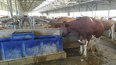 Поилки для коров производства «Металлпласт» изготавливаются из пищев. . фото 13