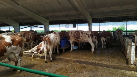 Поилки для коров производства «Металлпласт» изготавливаются из пищев. . фото 9