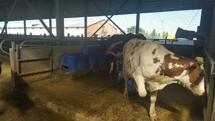 Поилки для коров производства «Металлпласт» изготавливаются из пищев. . фото 10