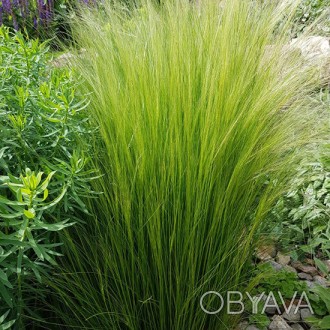 Ковыль тончайший Пони Тейлз / Stipa tenuissima Pony Tails
Эта трава полу-вечнозе. . фото 1