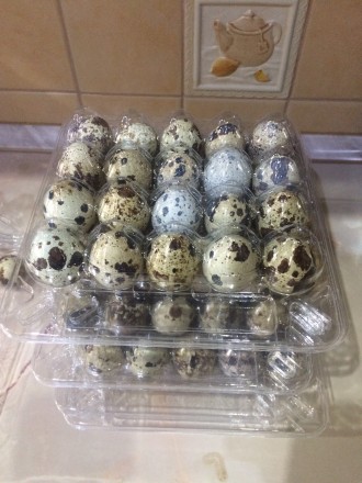 Яйца перепелиные от 28 грн. за 20 шт. Мясо от 180 грн. Под заказ можем закоптить. . фото 7