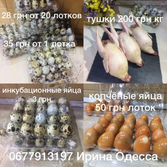 Яйца перепелиные 28 грн от 30 лотков. 35 грн от 1 лотка. Яйца инкубационные 3 гр. . фото 8