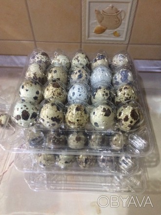 Яйца перепелиные 28 грн от 30 лотков. 35 грн от 1 лотка. Яйца инкубационные 3 гр. . фото 1