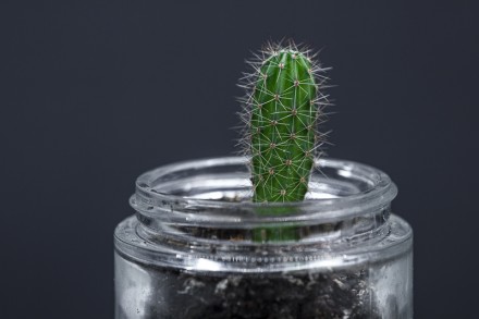 Кактус Эхинопсис высота 4см , декоративное растение, украшение вашего рабочего п. . фото 2
