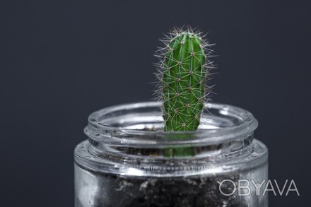 Кактус Эхинопсис высота 4см , декоративное растение, украшение вашего рабочего п. . фото 1