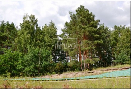 Продам участок, площадь 150 соток в сосновом лесу Рудыки Конча-Заспа. Район Руды. . фото 3