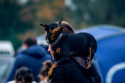 Она может стать Вашим счастьем, девочка Цвергпинчера.. Київ. фото 1 Она может стать Вашим счастьем, девочка Цвергпинчера.. Київ. фото 1